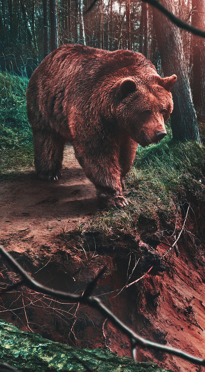 Forest Bear